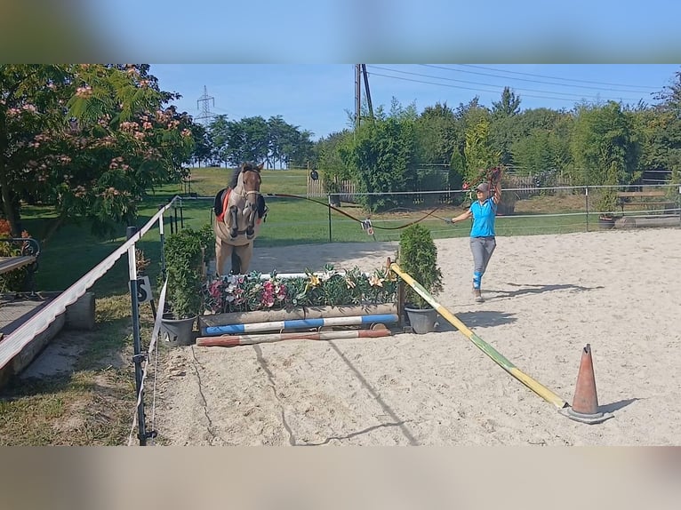 Welsh-B Stute 4 Jahre 125 cm Roan-Bay in Probenzing