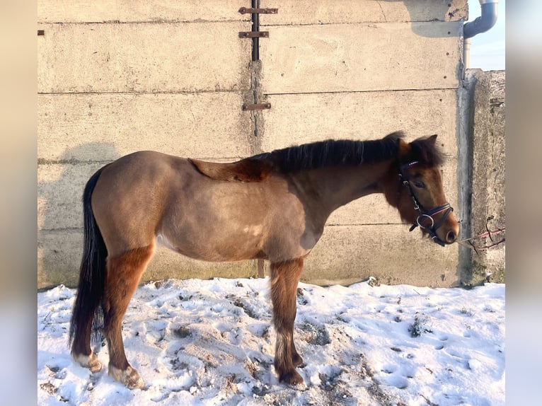Welsh-B Stute 4 Jahre 126 cm Brauner in Książ Wielkopolski