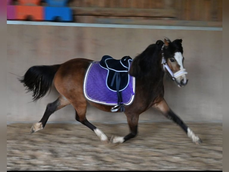 Welsh-B Stute 4 Jahre 127 cm Falbe in Amlikon