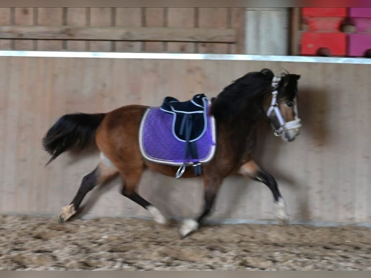 Welsh-B Stute 4 Jahre 127 cm Falbe in Amlikon