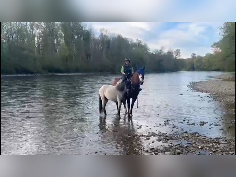 Welsh-B Stute 4 Jahre 127 cm Roan-Bay in Obfelden