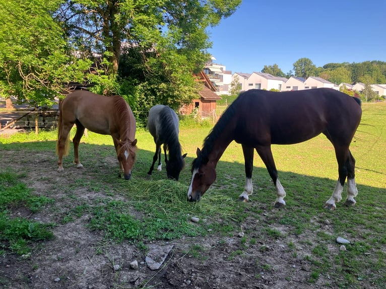 Welsh-B Stute 4 Jahre 127 cm Roan-Bay in Obfelden