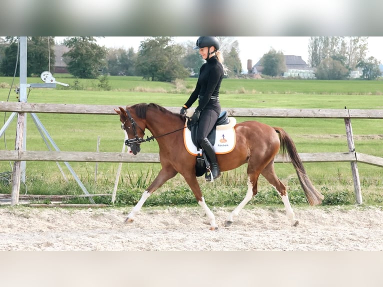 Welsh-B Stute 4 Jahre 129 cm Dunkelfuchs in Augustinusga