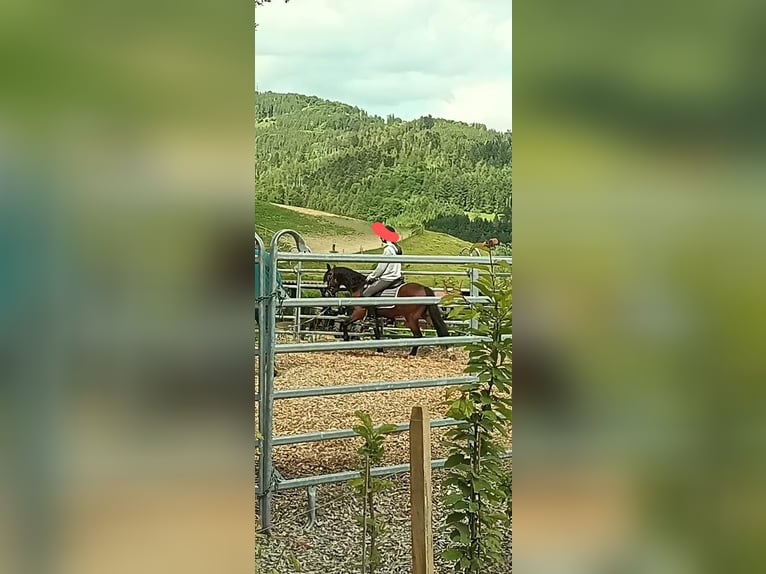 Welsh-B Stute 4 Jahre 130 cm Brauner in Steinen