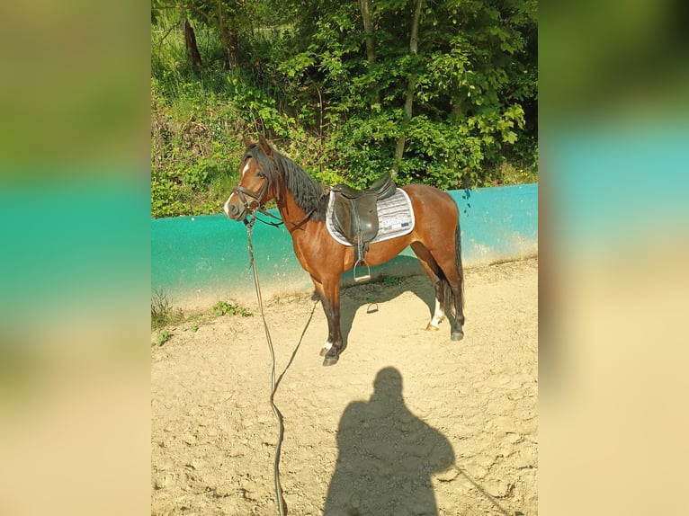Welsh-B Stute 4 Jahre 130 cm Brauner in Steinen