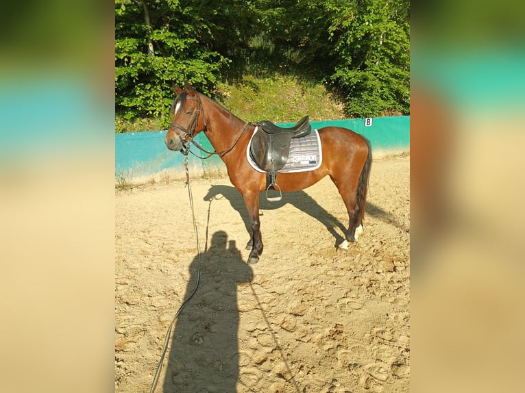 Welsh-B Stute 4 Jahre 130 cm Brauner in Steinen
