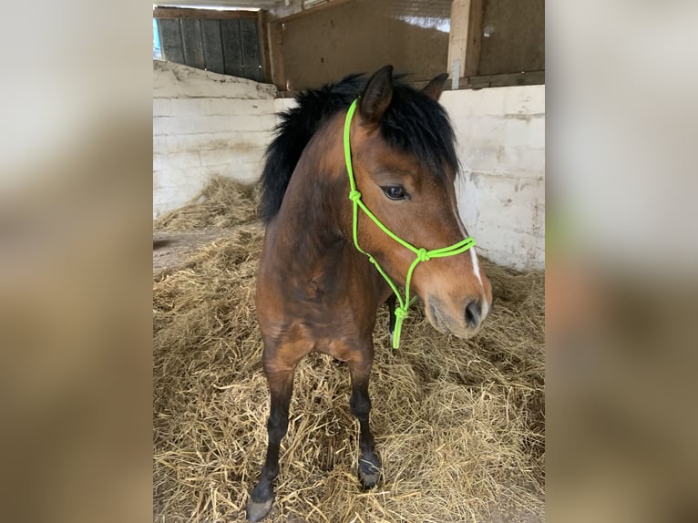 Welsh-B Mix Stute 4 Jahre 130 cm Brauner in Langballig