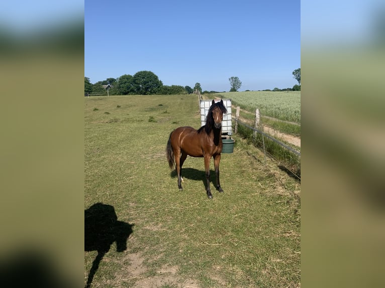 Welsh-B Mix Stute 4 Jahre 130 cm Brauner in Langballig