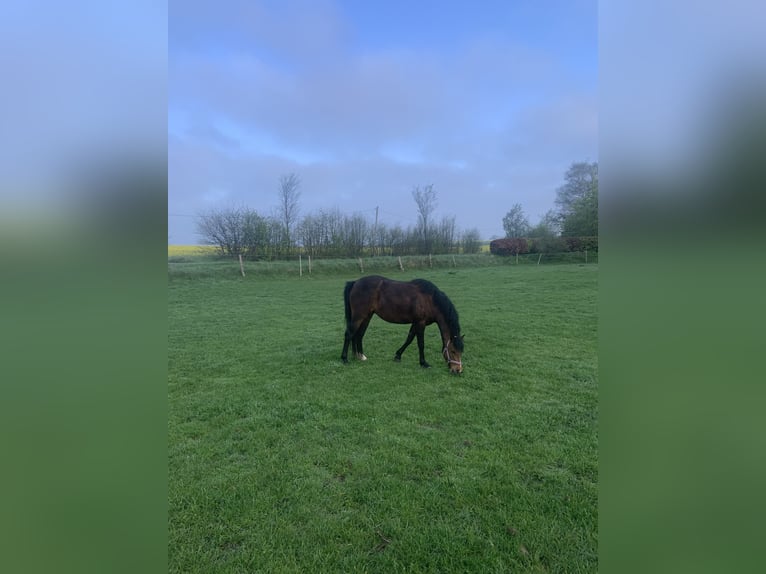 Welsh-B Mix Stute 4 Jahre 130 cm Brauner in Langballig