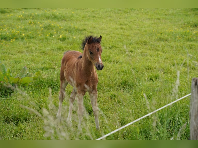 Welsh-B Mix Stute 4 Jahre 130 cm Brauner in Langballig