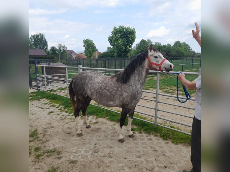Welsh-B Stute 4 Jahre 130 cm Rotschimmel in Gręboszów