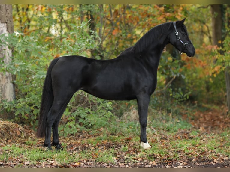 Welsh-B Stute 4 Jahre 131 cm Rappe in Aalten Welsh-B Stute 4 Jahre 131 cm Rappe in Aalten