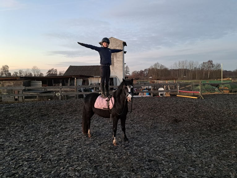 Welsh-B Stute 4 Jahre 131 cm Rappe in Burgdorf