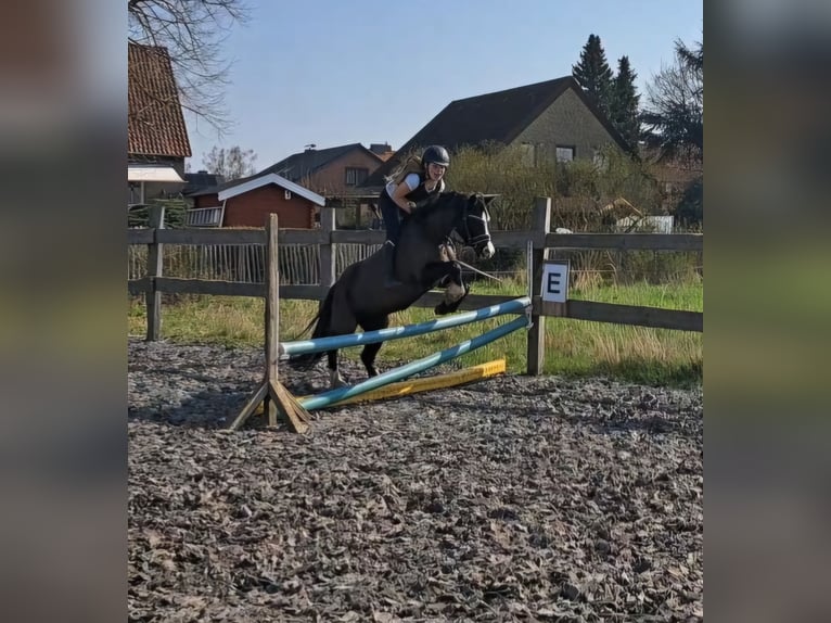 Welsh-B Stute 4 Jahre 131 cm Rappe in Burgdorf