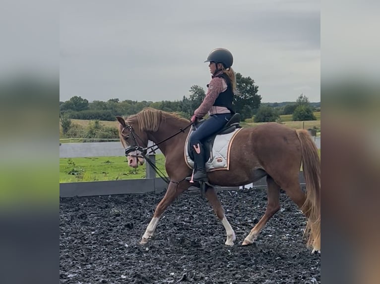 Welsh-B Stute 4 Jahre 132 cm Fuchs in Osdorf