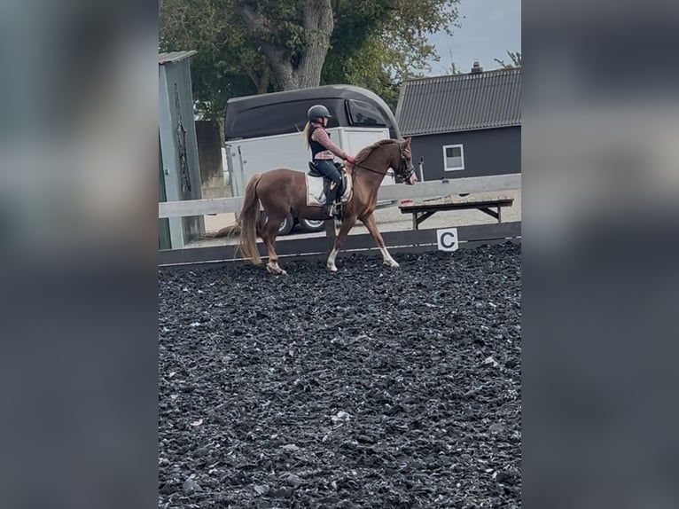 Welsh-B Stute 4 Jahre 132 cm Fuchs in Osdorf