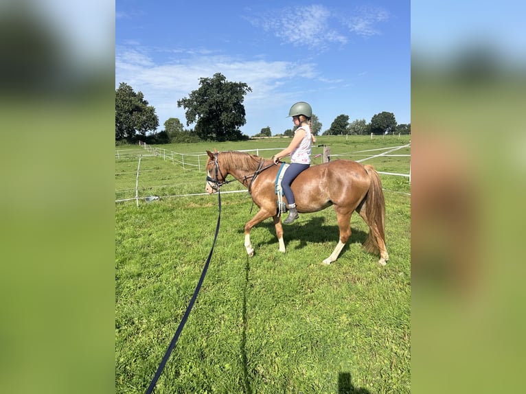 Welsh-B Stute 4 Jahre 132 cm Fuchs in Osdorf