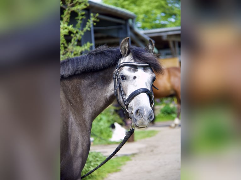 Welsh-B Stute 4 Jahre 132 cm Rappschimmel in Schönberger Strand