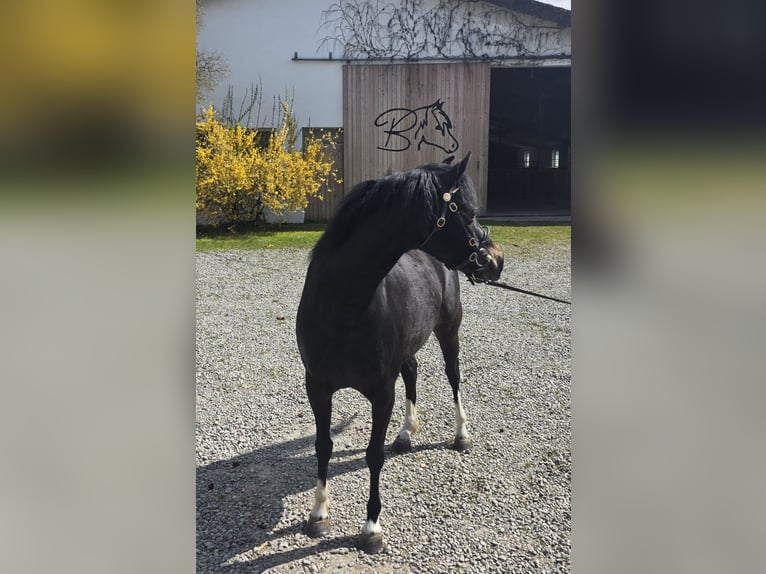 Welsh-B Stute 4 Jahre 132 cm Schwarzbrauner in Oggelshausen