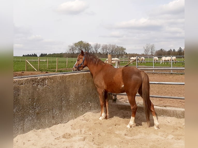 Welsh-B Stute 4 Jahre 133 cm Fuchs in Steinborn