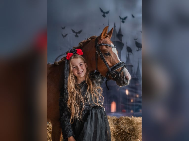 Welsh-B Stute 4 Jahre 135 cm Fuchs in Nieuw-Weerdinge