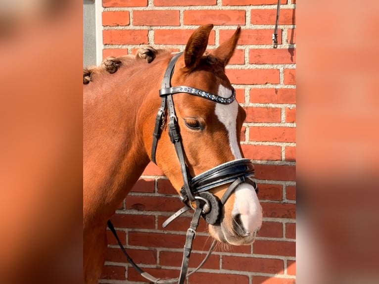 Welsh-B Stute 4 Jahre 135 cm Fuchs in Nieuw-Weerdinge