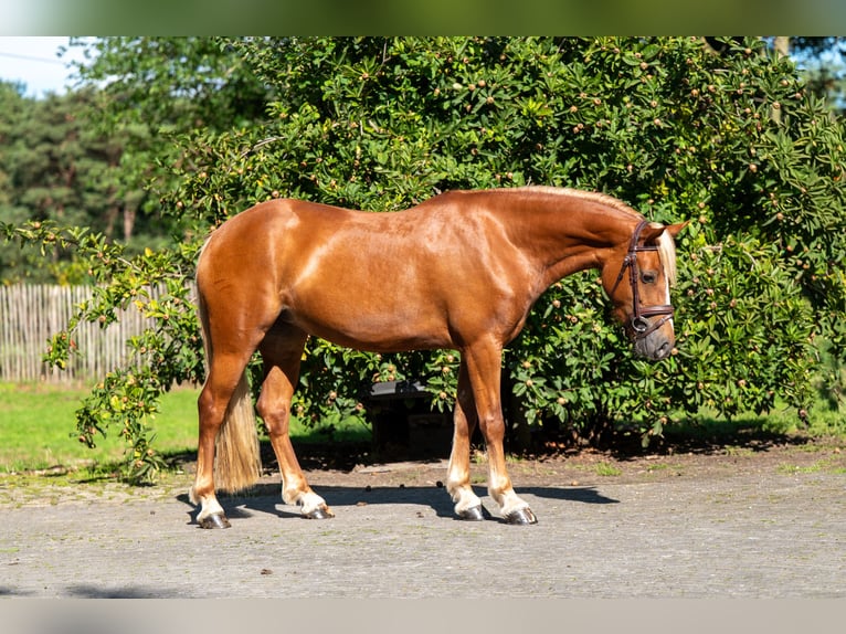 Welsh-B Stute 4 Jahre 136 cm Fuchs in Kaulille