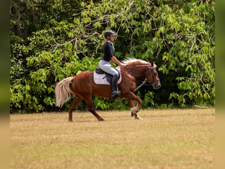 Welsh-B Mix Stute 4 Jahre Dunkelfuchs in Ocala