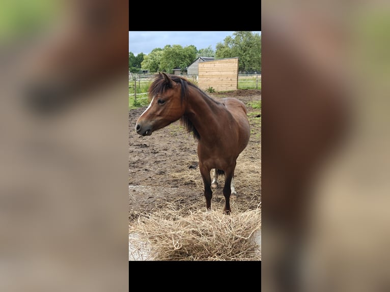 Welsh-B Stute 5 Jahre 121 cm Brauner in Helmond