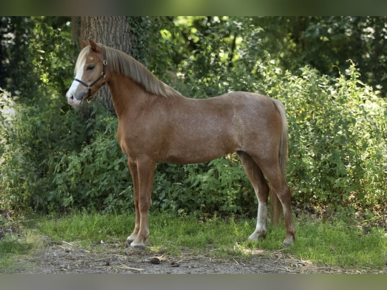 Welsh-B Stute 5 Jahre 122 cm Fuchs in Aalten