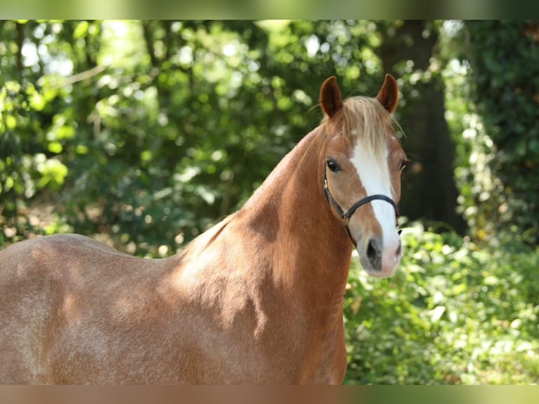 Welsh-B Stute 5 Jahre 122 cm Fuchs in Aalten