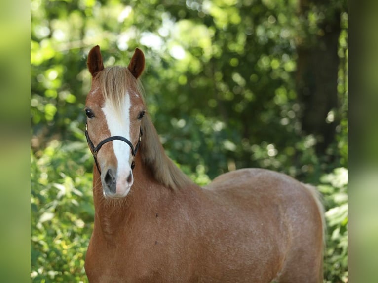 Welsh-B Stute 5 Jahre 122 cm Fuchs in Aalten