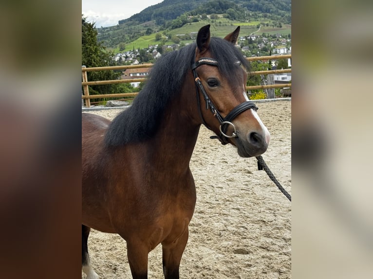 Welsh-B Stute 5 Jahre 124 cm Brauner in Gelterkinden