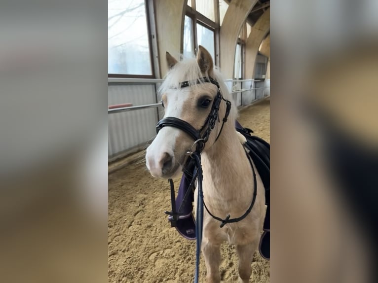 Welsh-B Stute 5 Jahre 124 cm Palomino in Sihlbrugg