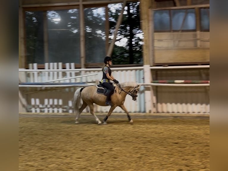 Welsh-B Stute 5 Jahre 124 cm Palomino in Sihlbrugg