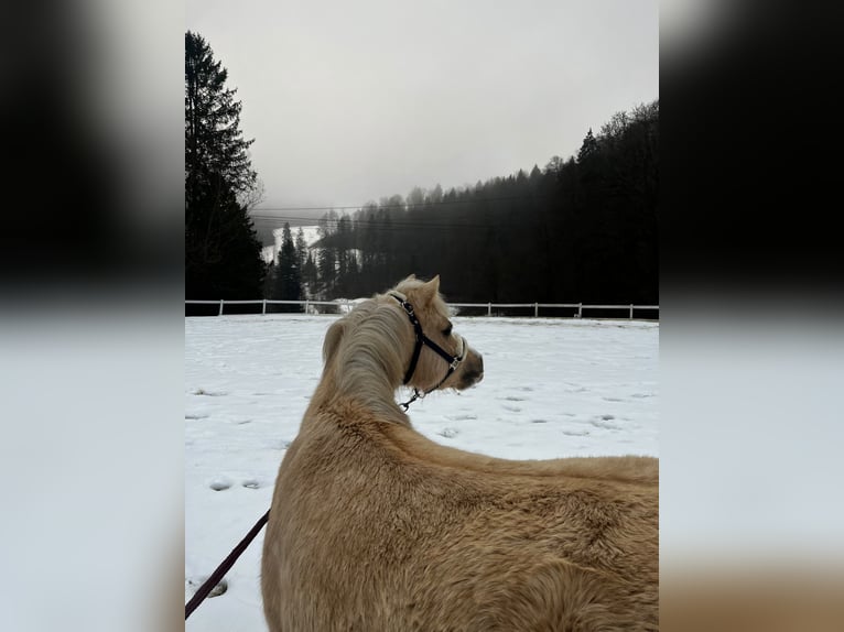 Welsh-B Stute 5 Jahre 124 cm Palomino in Sihlbrugg