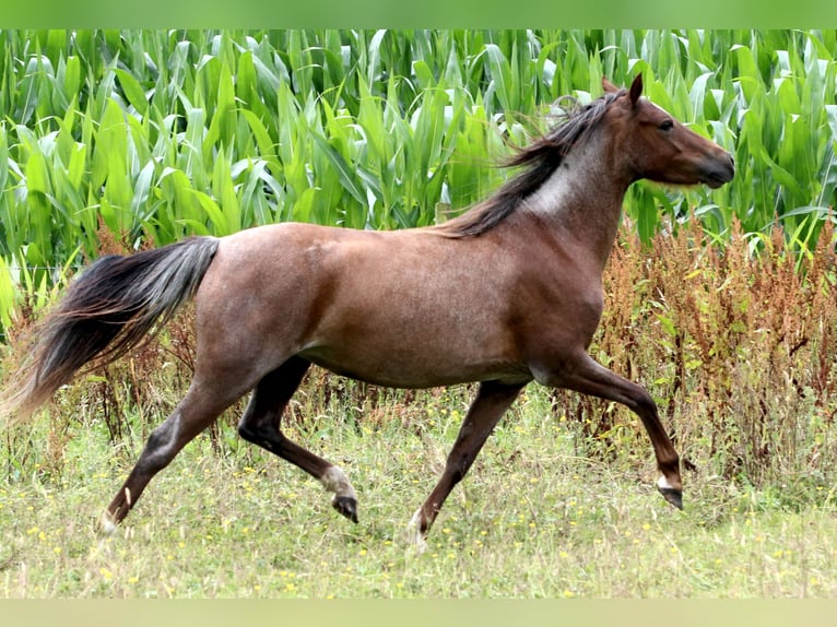 Welsh-B Stute 5 Jahre 125 cm Roan-Red in Aalten