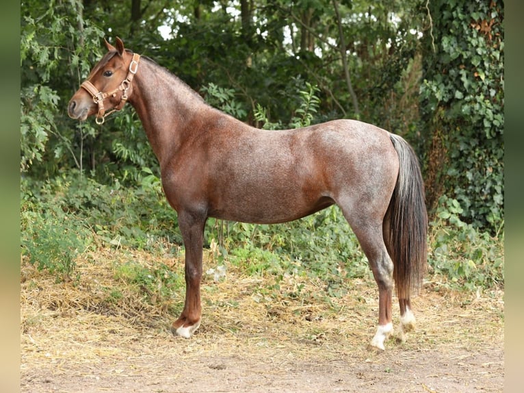 Welsh-B Stute 5 Jahre 125 cm Roan-Red in Aalten