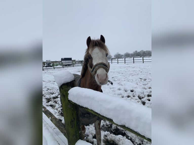 Welsh-B Stute 5 Jahre 126 cm Fuchs in Dokkum