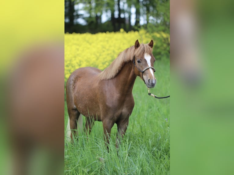 Welsh-B Stute 5 Jahre 130 cm Fuchs in Ulm