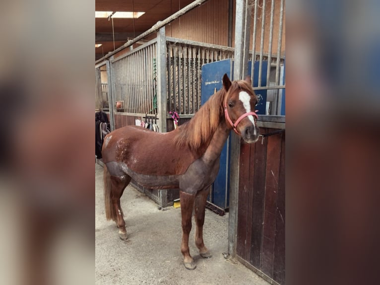 Welsh-B Stute 5 Jahre 130 cm Fuchs in Ulm
