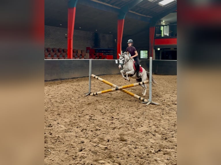 Welsh-B Stute 5 Jahre 130 cm Schimmel in Stadskanaal