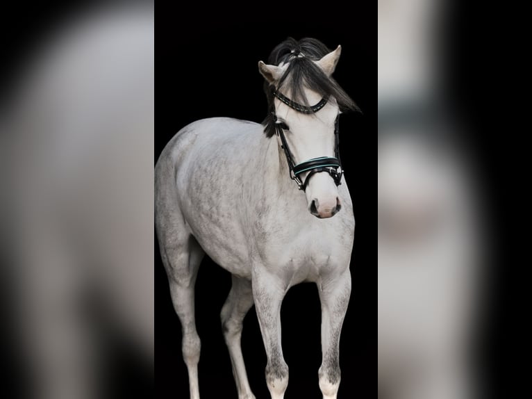 Welsh-B Stute 5 Jahre 130 cm Schimmel in Stadskanaal