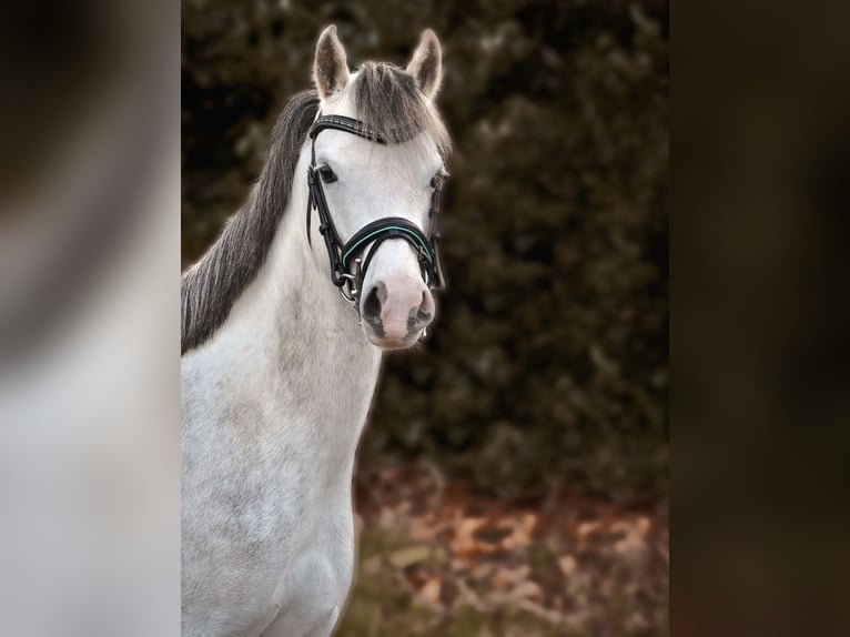 Welsh-B Stute 5 Jahre 130 cm Schimmel in Stadskanaal