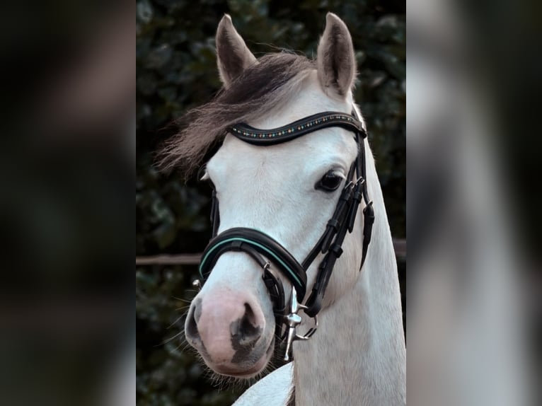 Welsh-B Stute 5 Jahre 130 cm Schimmel in Stadskanaal