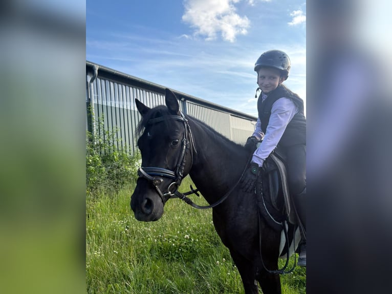 Welsh-B Stute 5 Jahre 133 cm Rappe in Mönchengladbach