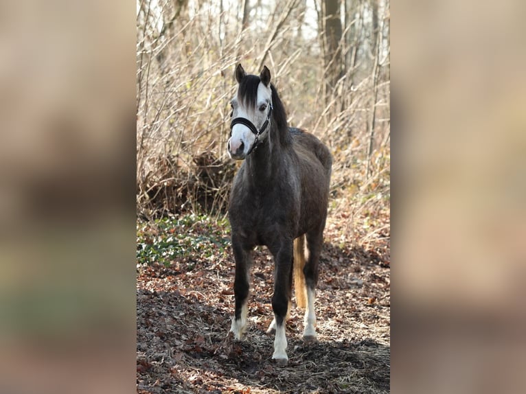 Welsh-B Stute 5 Jahre 133 cm Schimmel in Aalten