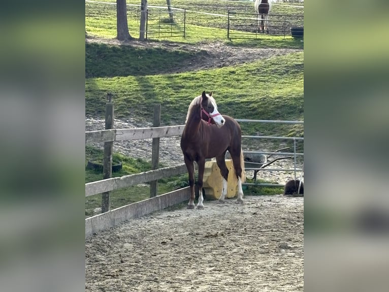Welsh-B Stute 5 Jahre 134 cm Dunkelfuchs in Büren