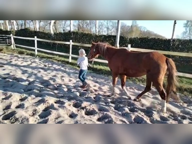 Welsh-B Stute 5 Jahre 134 cm Fuchs in Emlichheim