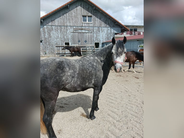 Welsh-B Stute 5 Jahre 135 cm Apfelschimmel in Blaubeuren